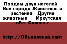 Продам двух нетелей - Все города Животные и растения » Другие животные   . Иркутская обл.,Саянск г.